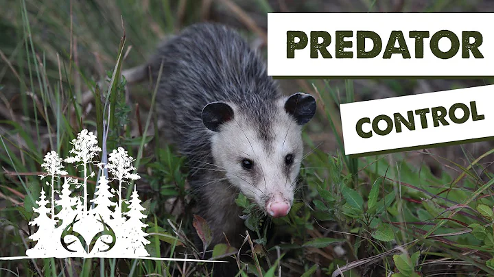 Trapping Furbearers | How to Manage Predators on Your Property | Pay Dirt