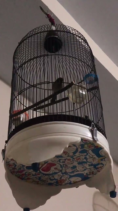 Burung gereja tembakan Rapet