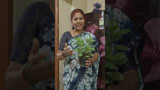 ये जेड प्लांट है इसे घर में लगा सकते हैं, शुभ होता है #zed plant #shubh