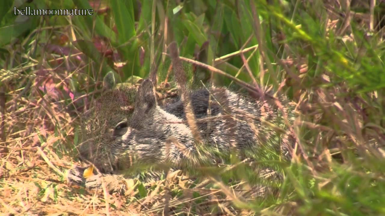 CALIFORNIA GROUND SQUIRRELS ★ 
