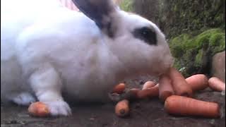 Download lagu Kelinci Sedang Makan Wortel