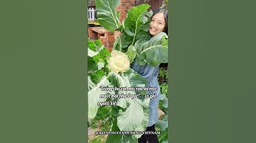 KHU VƯỜN NGƯỜI VIỆT Ở ÚC AUSTRALIA CÓ RAU KHỔNG LỒ KHÔNG THỂ TIN ĐƯỢC