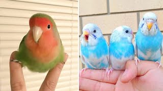 Baby Animals 🔴 Funny Parrots and Cute Birds Compilation (2020) Loros Adorables Recopilación #20