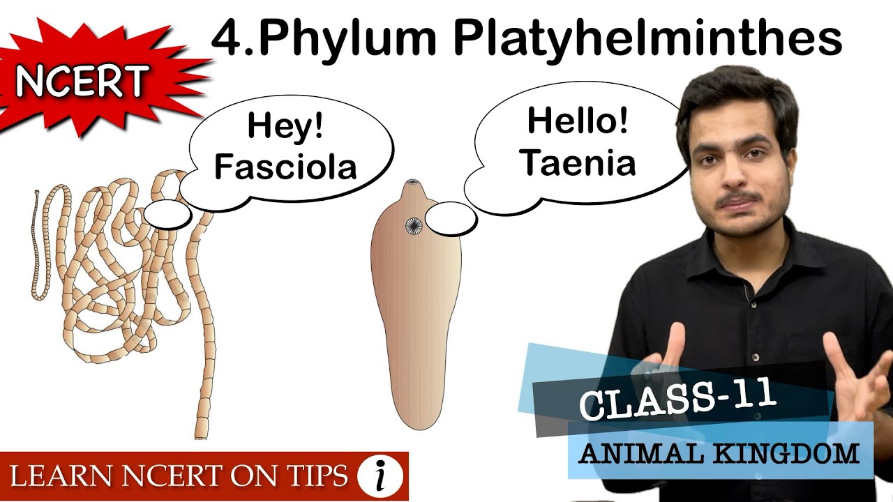 phylum-platyhelminthes-animal-kingdom-class-11-bio-ncert-on-tips