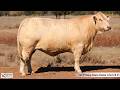 Lot 39 Veejay Downs Voodoo VJ24V41B (P)