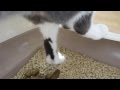 ミオミオも出来た!うんこ♪猫トイレトレーニング,猫のトイレ,Cat litter,cat litter boxes,cat25net,猫ニャーゴ