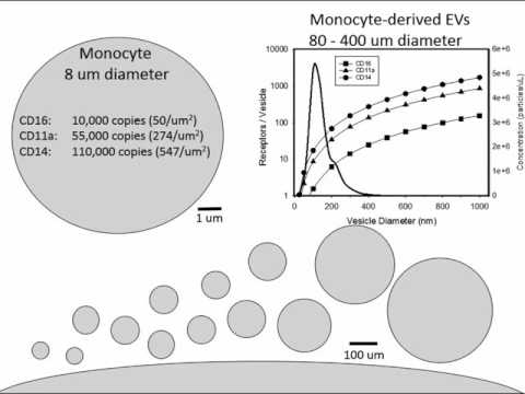 Video: Uvolňování Exosomů A Neuropatologie Indukovaná α-synukleinem: Nové Poznatky O Ochranných Mechanismech Inhibice Drp1