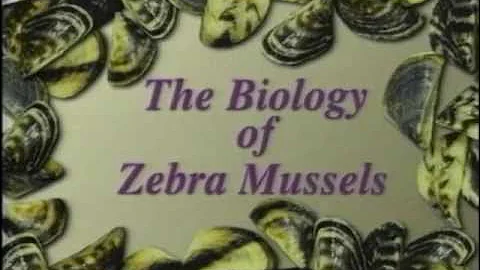 The Biology of Zebra Mussels