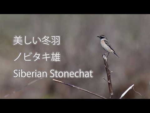 【美しい冬羽】ノビタキ雄 Siberian Stonechat