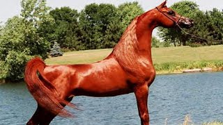 الحصان العربي الأصيل | الأسطورة ماجنوم سايكي صانع الأبطال | من أجمل الخيول العربية | Magnum Psyche