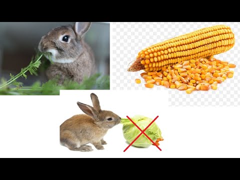 სიმინდის მარცვალი როგორ მივცეთ ბოცვერს..მარტივი საკვები