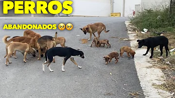 ¿Qué perros son los más abandonados?