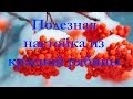 Рябиновая настойка! Поднимаем иммунитет и настроение!