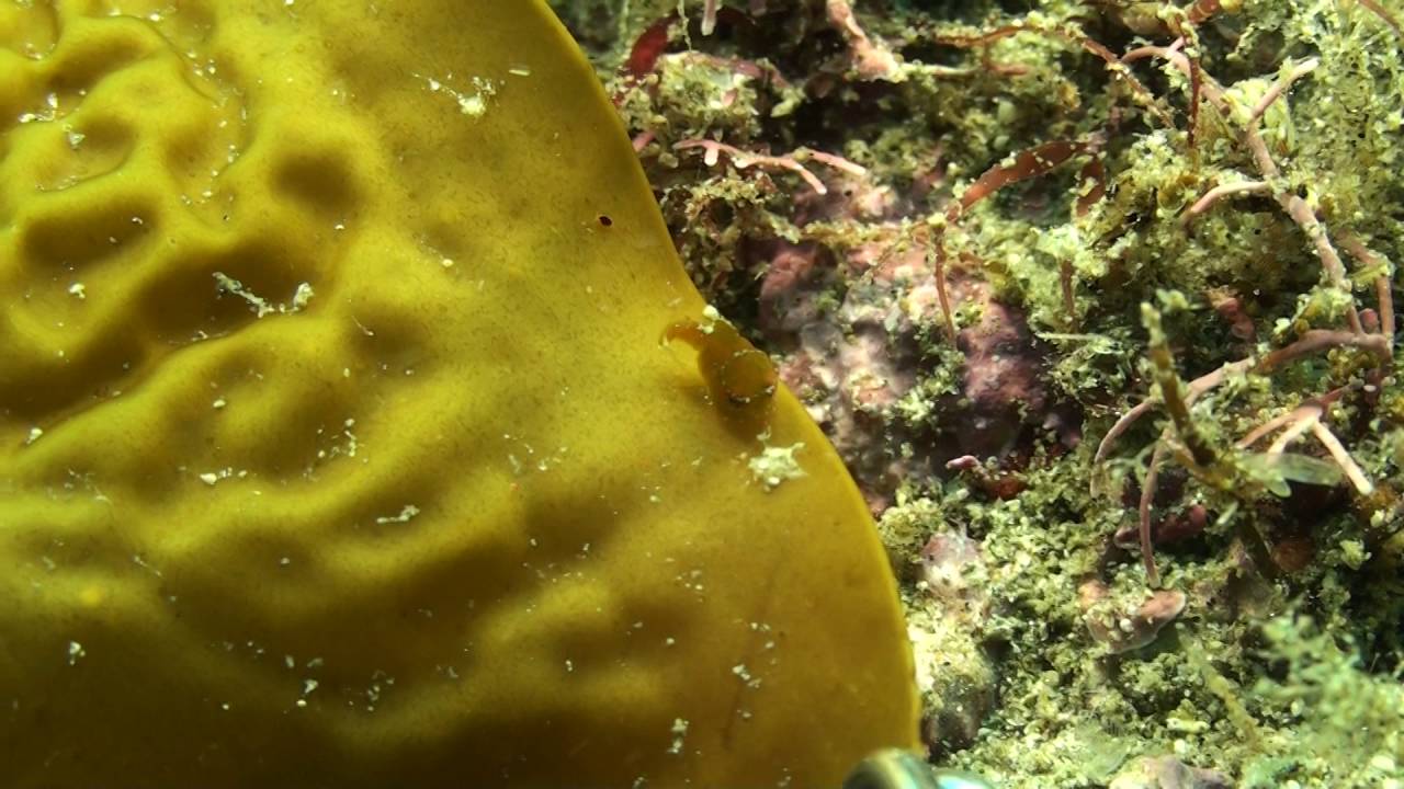 ダンゴウオ　（Lethotremus awae）12