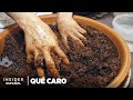 Por qué el aceite de argán es tan caro | Qué caro | Insider Español