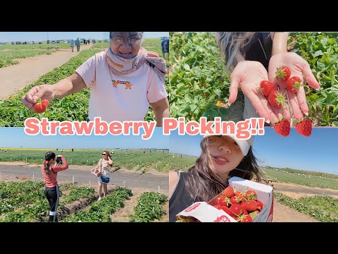 Lola’s first time strawberry picking in Canada!! ???