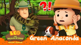 TANGLED BY A HUGE SNAKE?!  | Green Anaconda | Leo the Wildlife Ranger | Kids Cartoons