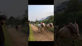 Sukhan Rahude Tyala  trending trending hindkesari bullock  bailpremi sharyat