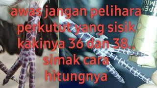 Download Lagu arti, rahasia dan cara hitung sisik kaki burung perkutut, jangan pelihara sisik 36/38 MP3