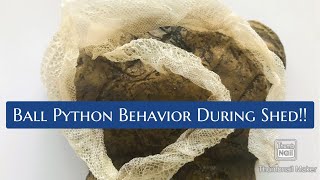 Our Ball Python Shedding Behavior!!