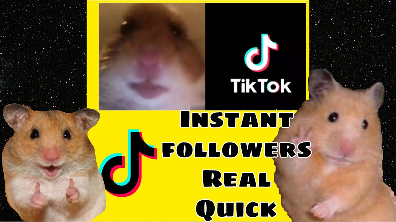 What Is Hamster Cult Tiktok War Youtube