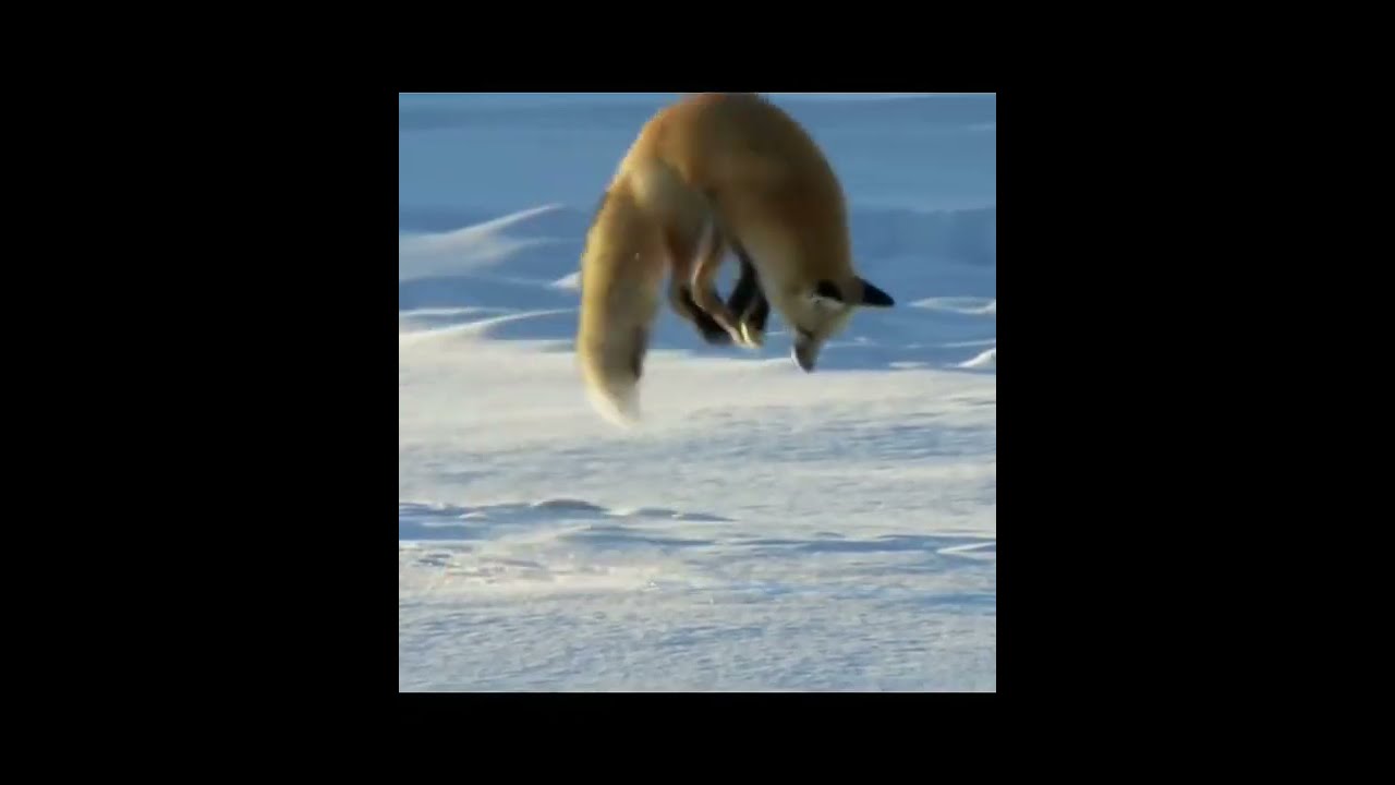 Funny animal fails videos 2022 #tiktok #shorts