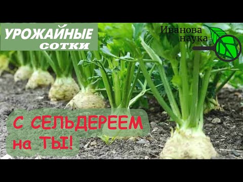 Страшно полезный 💚 СЕЛЬДЕРЕЙ! Маленькие хитрости большого урожая!