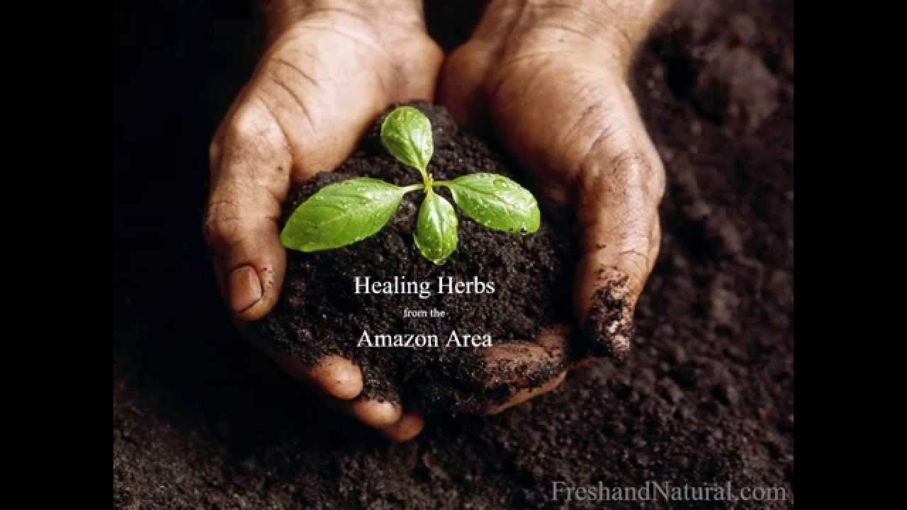 Healing Herbs from Amazon