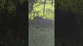 Warthog Walking Through Plants