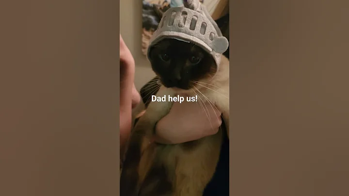 Video 11708021: siamese cats catlover