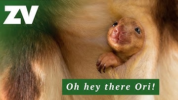 Meet Ori the Tree Kangaroo joey