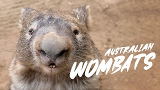 Wombats