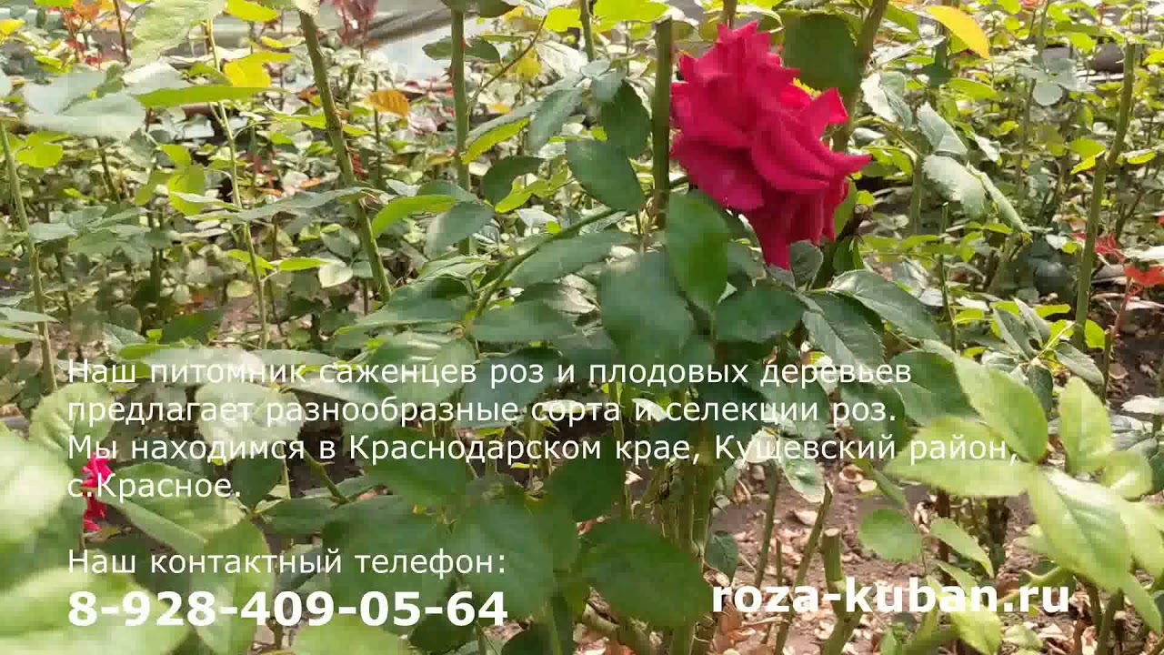 Интернет магазины роз краснодарского края. Краснодарский край розы. Питомник розы Краснодар.