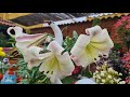 Lilium Jumbo, flor aromática gigante y de colores preciosos 🌈 #floresferrera