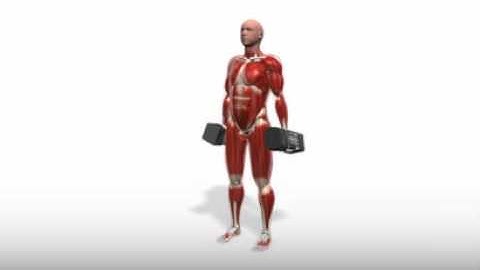 Exercise Videos- PowerBlock Alternating Supinating Curl -- Standing