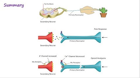 Opioid Mechanism of Action