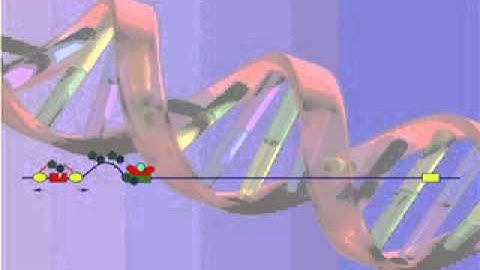 Mechanism of retinoic acid-induced transcription
