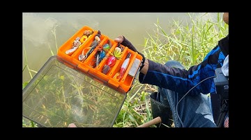 Câu lure bằng nhai thật và nhai giả mồi nào nhạy hơn?