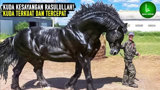 KUDA KESAYANGAN RASULULLAH! Ras Kuda Terkuat dan Tercepat di Bumi