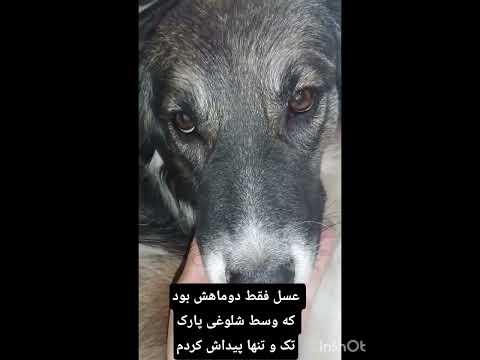 کاش هیچ بچه ای رو از مادرش جدا نکنن انسان و حیوان نداره بدون مادر انگار بی وطنی