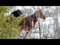 Alberta Wild Horse new Foal 2018