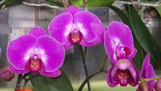Приглашаю в гости!Цветение орхидей в феврале!!!