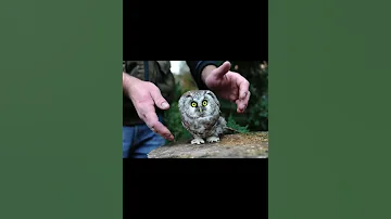 мохноногий сыч Самый мелкий представитель семейства совиные