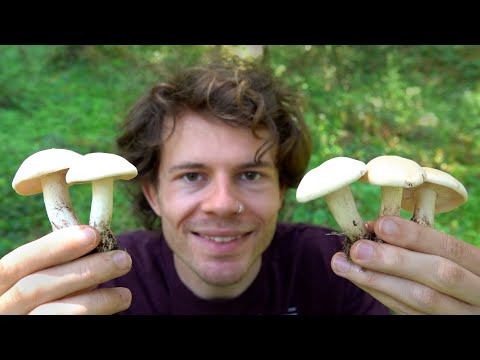Video: Was sind Trollblumen - Informationen über Trollius-Trollblumenpflanzen