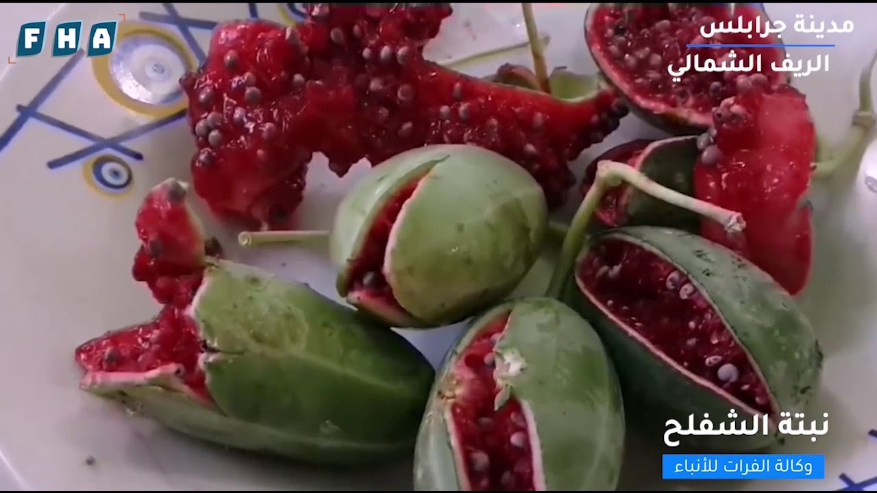 تعرف على أهم فوائد نبتة 