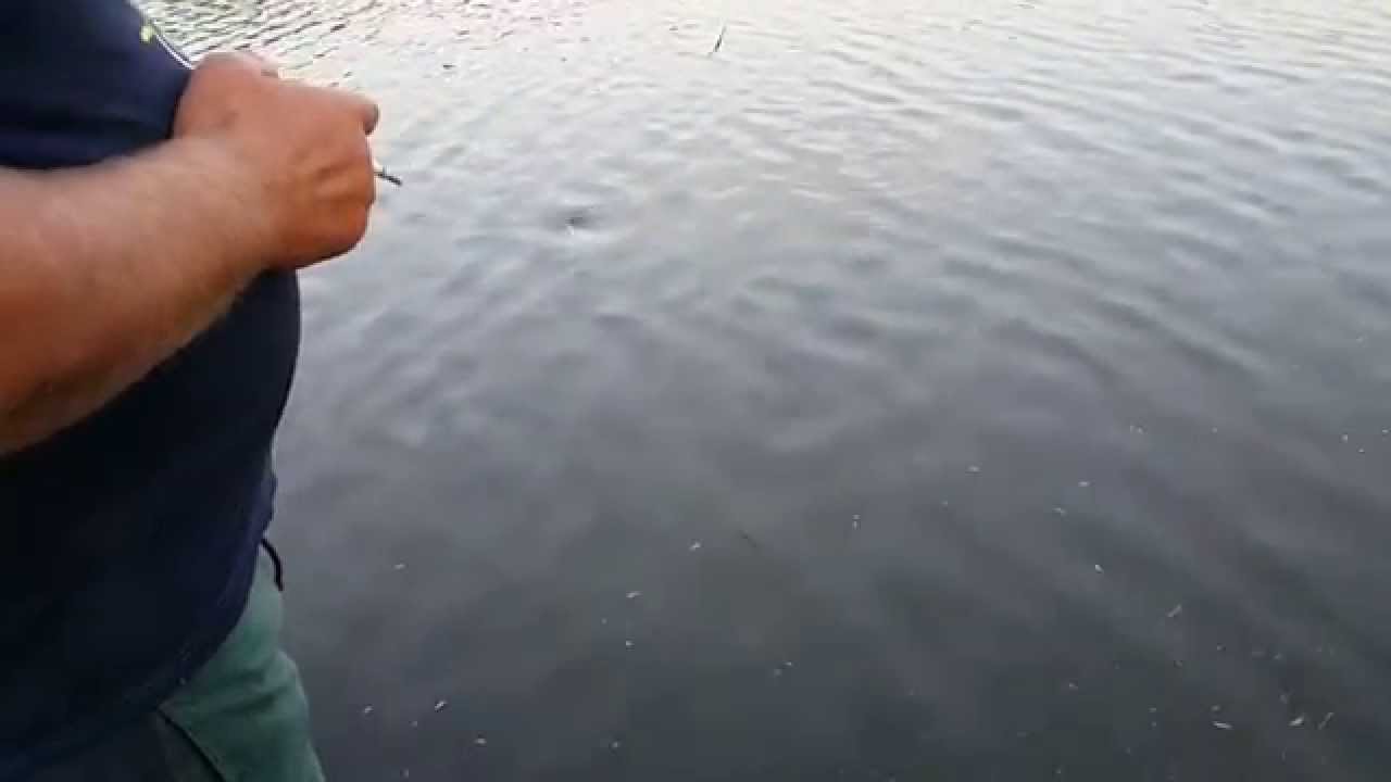 Ловля жереха Ловля жереха