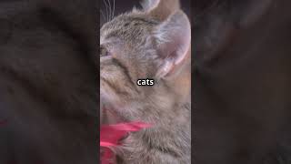Unveiling the Charm of Siamese Cats: Feline Social Butterflies!