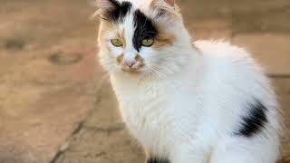 Hz.mehdi Olmak Neden Zor Allah Veli Kullarını Neye Göre Seçer?