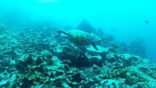 Scuba Diving In The Galapagos