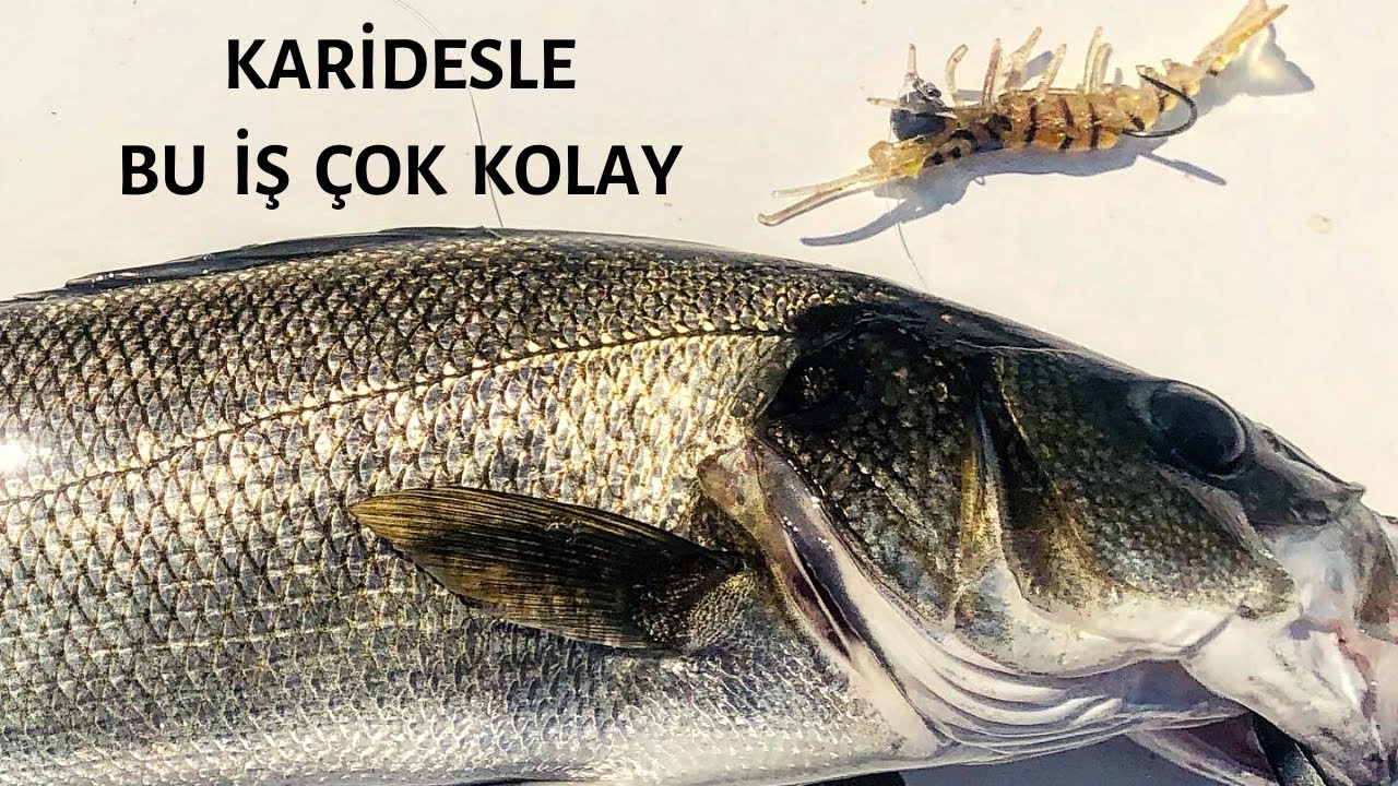 EN İYİ LEVREK SAHTESİ / At Çek Karides Levrek Avı / Spin Takımlar, Kudos Kamış, Exceler Makine